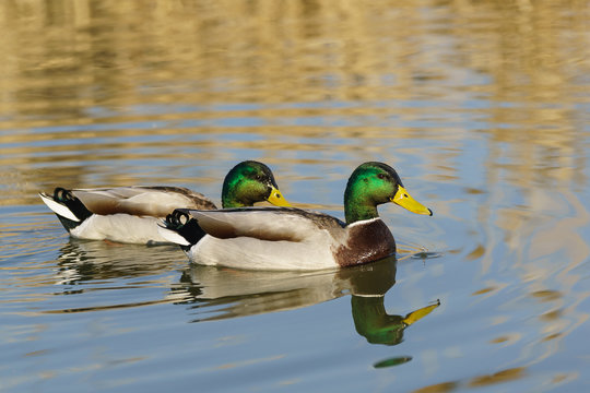 Two Drake - male Mallard duck (lat. Anas platyrhynchos) in the pond