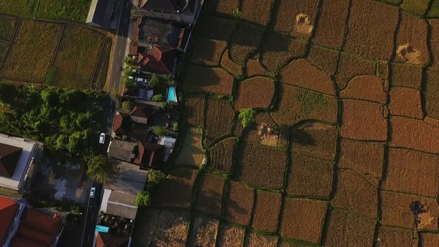 Amazing aerial top view of burned rice plantation at sunset aerial footage