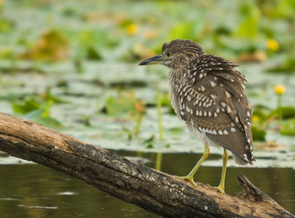 inmature Black-crowned Night Heron (Nycticorax nycticorax)  perched in a branch fishing