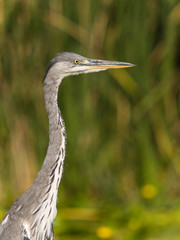 portrait of Grey Heron, Ardea cinerea, hunting in river, Aljucen River, Extremadura, Spain