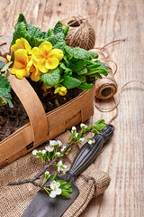 Garden flowers primula in wicker basket with blooming branch