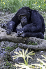 The common chimpanzee (Pan troglodytes), also known as the robust chimpanzee