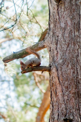 Red Squirrel sitting on a moss covered tree stump