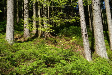 Mischwald im Frühjahr, Bayern