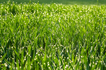 Fresh green grass with dew drops close up. Nature Background.