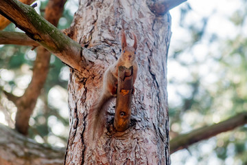 Red Squirrel sitting on a moss covered tree stump
