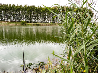 Fishing on the shore of a pond with fishing rods