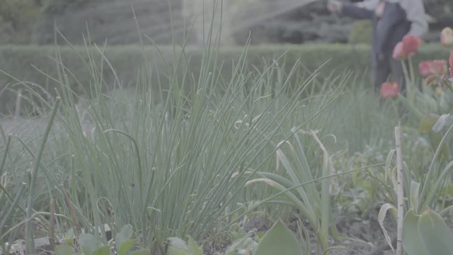 Water the garden