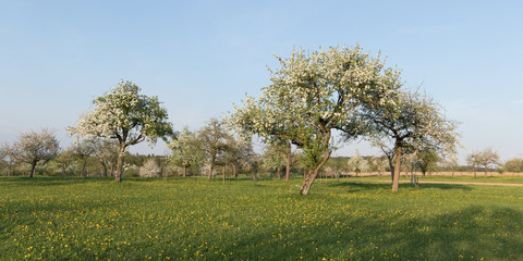 Obraz premium Apfelbaumblüten