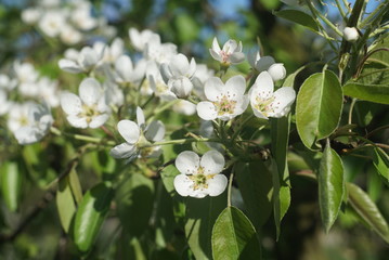 Obraz na płótnie Canvas Flowering Pear Tree 