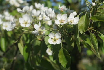  Flowering Pear Tree 