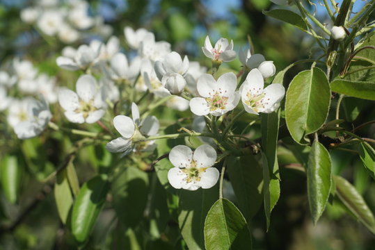  Flowering Pear Tree 
