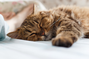 A ginger cat sleeps in his soft cozy bed on a floor carpet