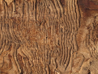 tree texture background