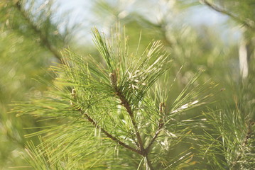 Young pine branch in spring close up 