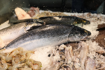 Freshly caught salmon fish or Salmo salar next to European squids Loligo vulgaris and striped prawns on the stall in the greek fish shop.