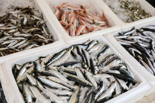 Fish market stall with freshly caught Europian pilchard or Sardina pilchardus and Europian anchovy or Engraulis encrasicolus, big-scale sand smelt or Atherina boyeri, red mullet fishes in the boxes.