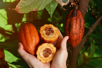 Hands hold cacao pod