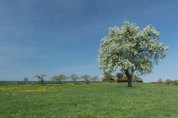 Apfelbaumblüten