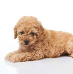Sweet small poodle puppy