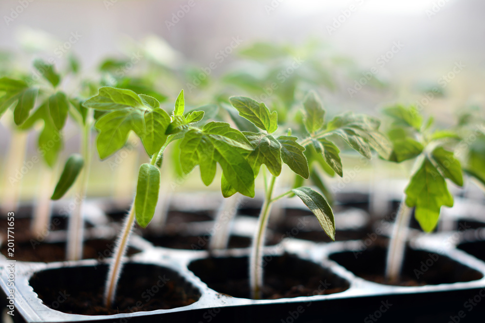 Wall mural tomato seedlings in plastic pots ready to plant