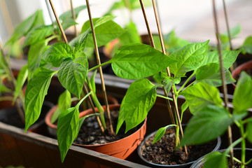 bell pepper seedlings in plastic pots ready to plant