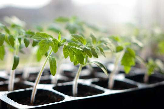 tomato seedlings in plastic pots ready to plant