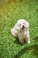 Happy white poodle dog