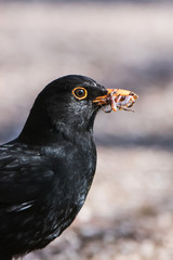 Blackbird, Turdus merula