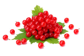 Red berries of Viburnum (arrow wood) with green leaf isolated on white background