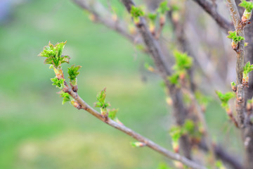 a twig of currant bush with young green leaves in early spring. Selective focus