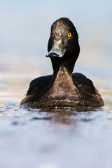 Tufted Duck, Aythya fuligula