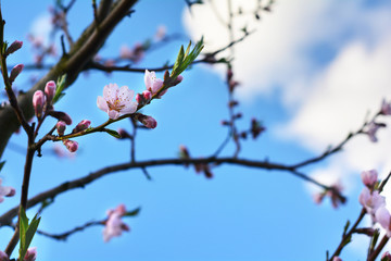 tree blossoms on sunny spring day