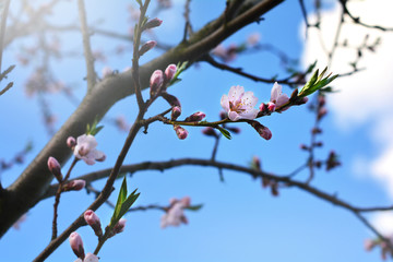 tree blossoms on sunny spring day