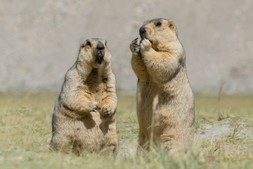 Himalayan Marmots