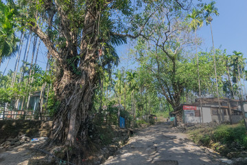 Scenery of Jhalong, North Bengal