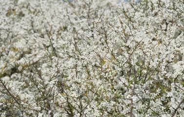 tło z kwitnącymi wiśniami © agnieszkalll