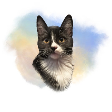 Cute black and white cat with big eyes. Portrait of pet. Realistic drawing of kitten on watercolor background. Good for print T-shirt. Hand painted illustration. Watercolor animal art collection: Cats