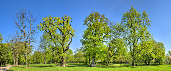 Bäume im Brentanopark in Frankfurt-Rödelheim im Frühling bei wolkemlosen Himmel