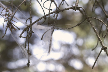 Fototapeta na wymiar The old branch of a tree in a web