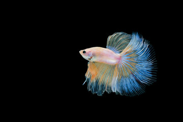 Obraz premium Betta fish, siamese fighting fish, betta splendens isolated on black background
