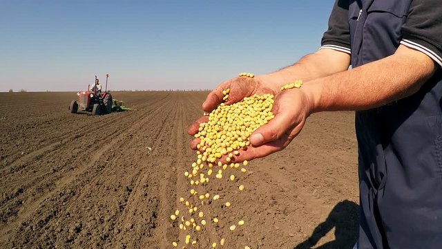 Close up of senior farmer with soybean seed in his hands.