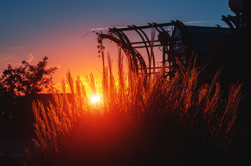 Evening sunlight through tall grass