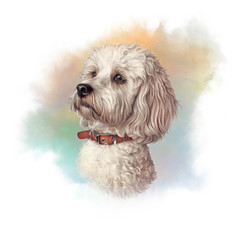 Portrait of Maltese Dog. Toy or Miniature Poodle on watercolor background. Cute puppy. Watercolor hand drawn pet illustration. Animal art collection: Dogs. Good for print T-shirt, pillow, cover, card