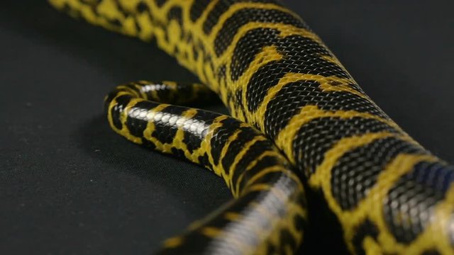 Crawling tail of yellow snake