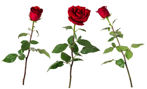 Beautiful Red Rose Stems Isolated Stock Photo - Download Image Now