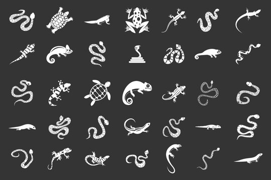 Reptile icon set vector white isolated on grey background 