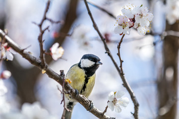 Great tit (Parus major) on a white apricot tree blossom branch