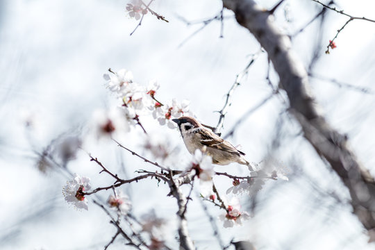 Sparrow on a white apricot tree blossom branch