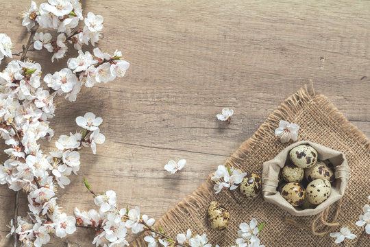 Apricot tree blossom branch and quail eggs in a bag